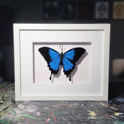 Blue Swallowtail